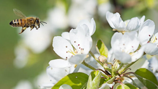 Regula de aur pentru o buna polenizare a pomilor fructiferi. - Pepiniera Jardina