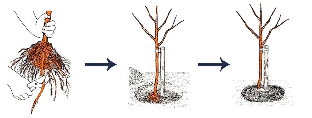 Plantarea Corectă a Pomilor Fructiferi | De ce să nu folosești îngrășăminte la plantare? - Pepiniera Jardina