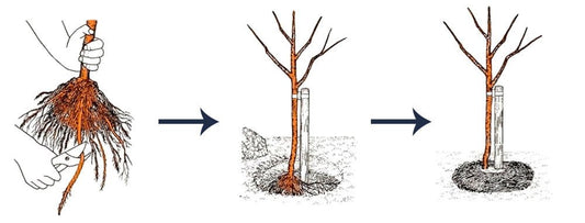 Plantarea Corectă a Pomilor Fructiferi | De ce să nu folosești îngrășăminte la plantare? - Pepiniera Jardina