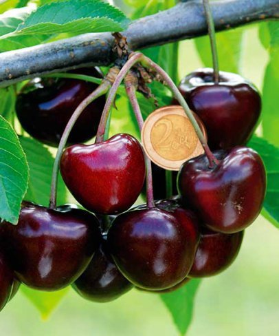 Iți recomandăm Cireșul Carmen 🍒✨ Trebuie să îl ai în grădina familiei tale. - Pepiniera Jardina
