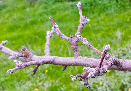Tratamente Pomi Fructiferi : Stropirea Pomilor Fructiferi : Februarie - Martie - Pepiniera Jardina