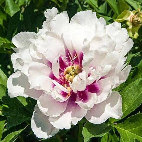 Paeonia itoh : CORA LOUISE Perene Superbe