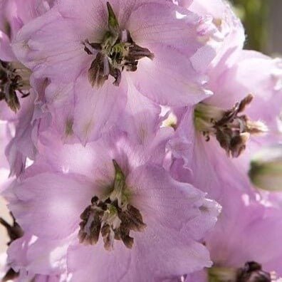Delphinium elantum : AMARA BARBARA Perene Superbe