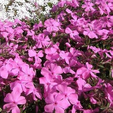 Phlox subulata : SAMSON Perene Superbe