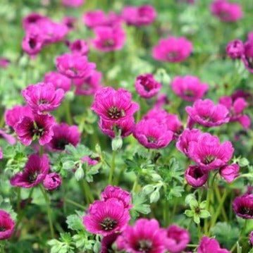 Geranium cinereum : JOLLY JEWEL PURPLE Perene Superbe