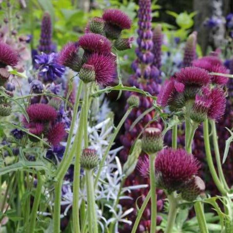 Cirsium rivulare : ATROPURPUREUM Perene Superbe