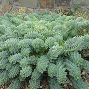 Euphorbia MYRSITES Perene Superbe