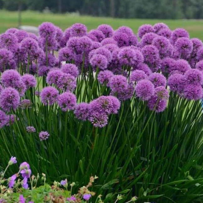 Allium hybrid : MILLENIUM Perene Superbe
