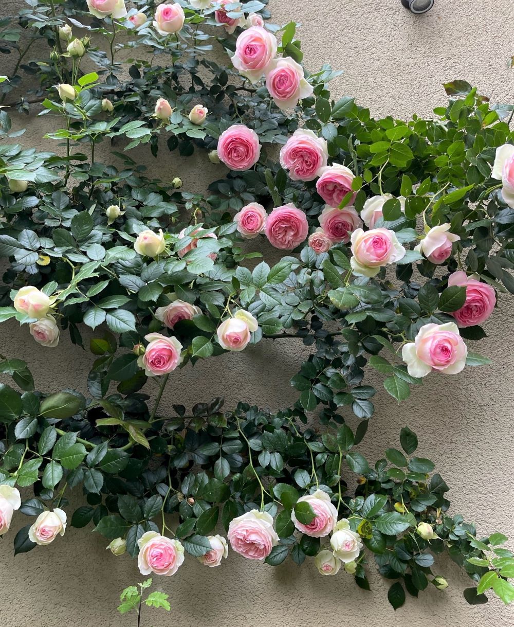 PIERRE DE RONSARD ( EDEN ROSE ) Trandafir urcator