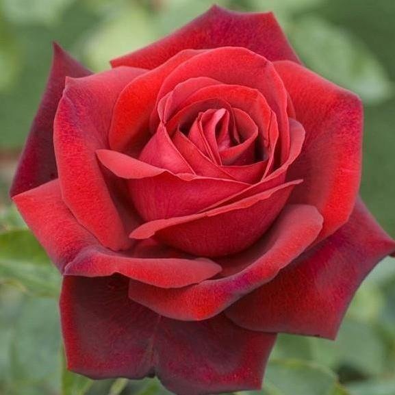 EDITH PIAF Trandafir teahibrid