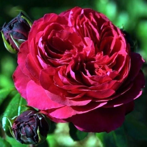RED LEONARDO DA VINCI Trandafir floribunda