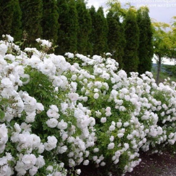ICEBERG Trandafir floribunda