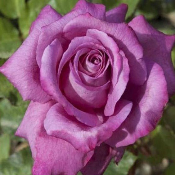 CLAUDE BRASSEUR Trandafir teahibrid