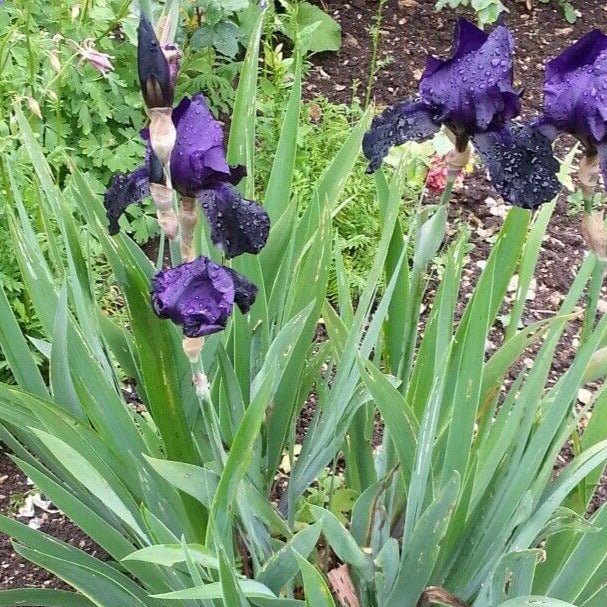 Iris germanica : BLACK DRAGON Perene Superbe