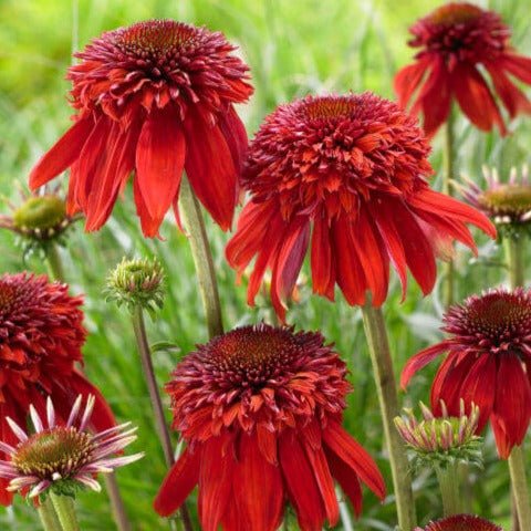 Echinacea hybrida : ECCENTRIC Perene Superbe