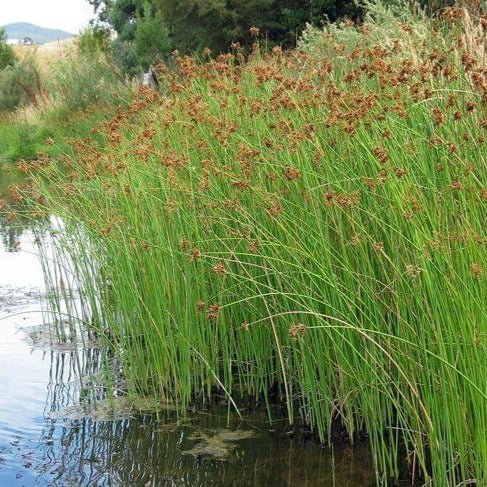 Scirpus tabernaemontani : MOSES FIRE Perene Superbe