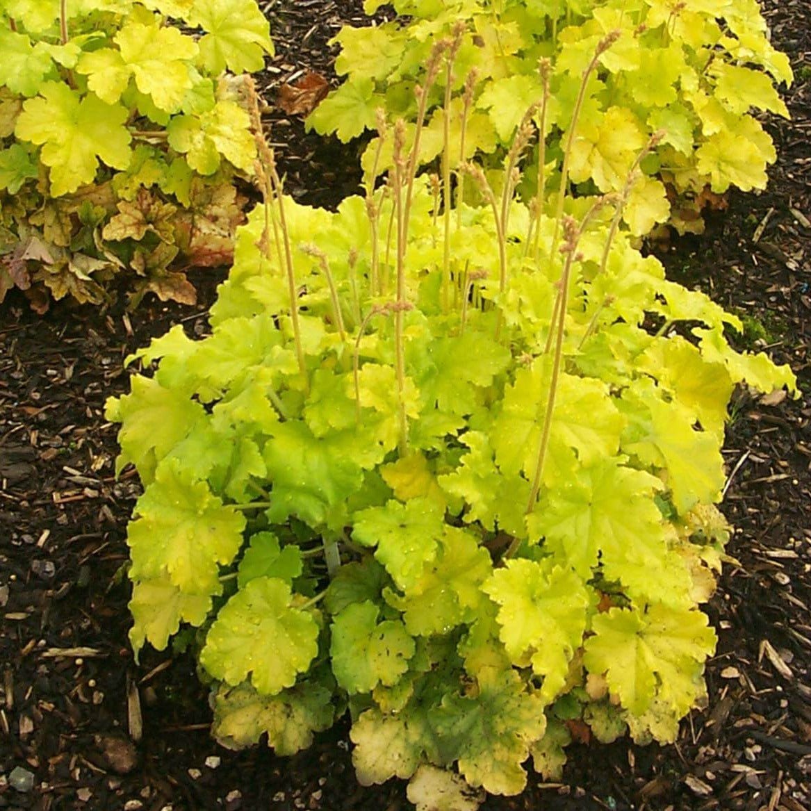 Heuchera : LEMON LOVE Perene Superbe
