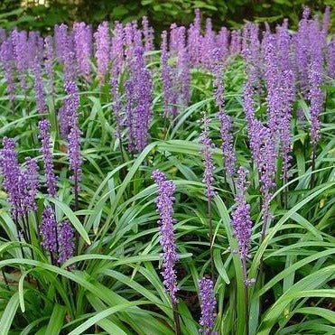 Liriope spicata : INGWERSEN Perene Superbe