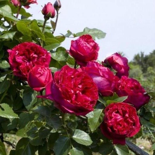 ERIC TABARLY (EDEN ROSE ROSU) Trandafir urcator
