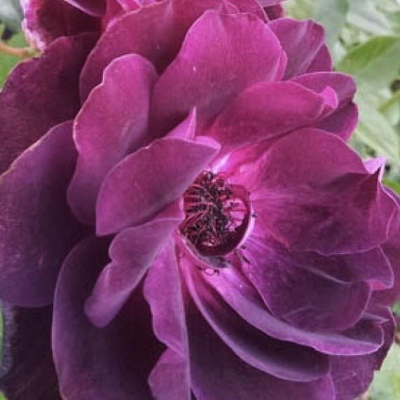 BURGUNDY ICEBERG Trandafir floribunda