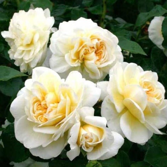 LADY ROMANTICA Trandafir floribunda
