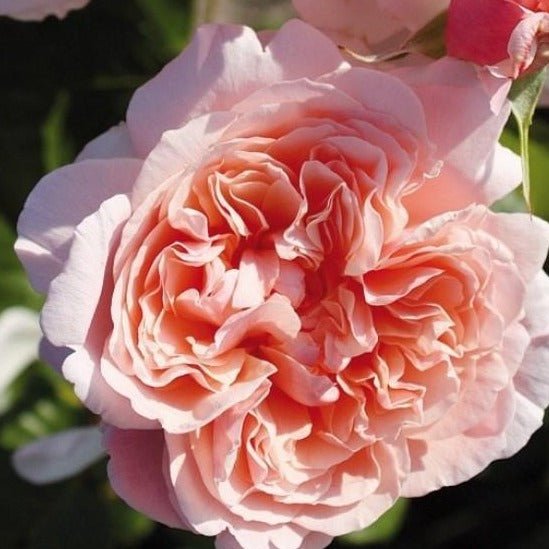 ROSE DE TOLBIAC Trandafir urcator