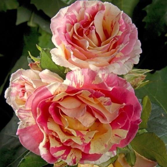 CLAUDE MONET Trandafir teahibrid