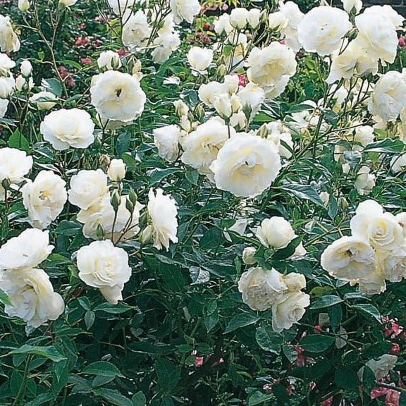 ICEBERG Trandafir floribunda