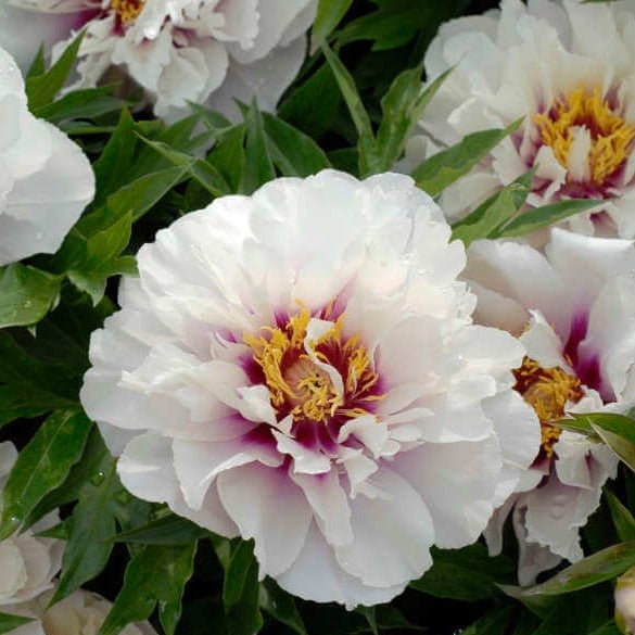 Paeonia itoh : CORA LOUISE Perene Superbe