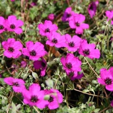 Geranium cinereum : GIUSEPPII Perene Superbe
