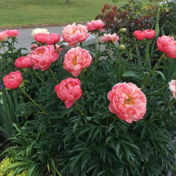 Paeonia lactiflora : CORAL SUNSET Perene Superbe