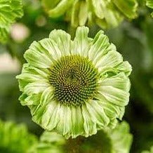 Echinacea hybrida : SUNSEEKERS APPLE GREEN Perene Superbe
