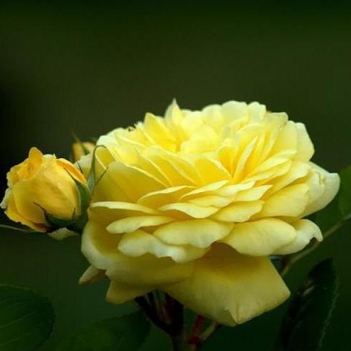 ANNY DUPEREY (YELLOW MEILOVE) Trandafir floribunda