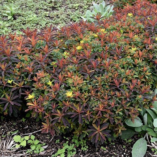 Euphorbia X Polychroma : BONFIRE Perene Superbe