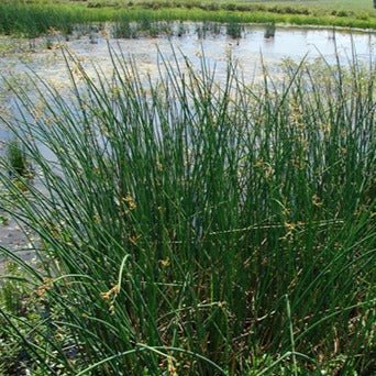 Scirpus tabernaemontani : MOSES FIRE Perene Superbe