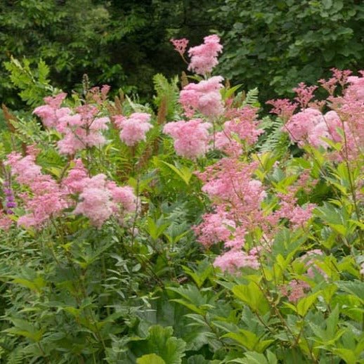 Filipendula rubra : VENUSTA MAGNIFICA Perene Superbe