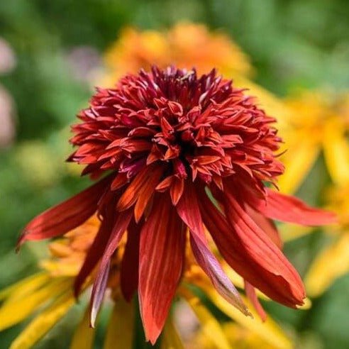 Echinacea hybrida : ECCENTRIC Perene Superbe