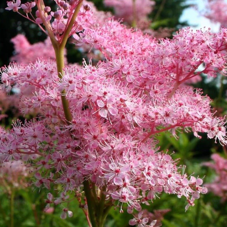 Filipendula rubra : VENUSTA MAGNIFICA Perene Superbe