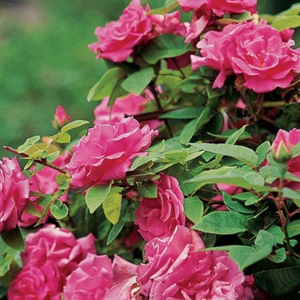 ZEPHIRINE DROUHINE Trandafir urcator