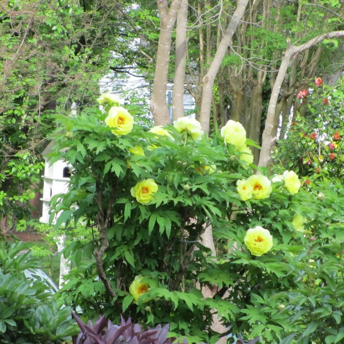 Paeonia suffruticosa : HAI HUANG Perene Superbe