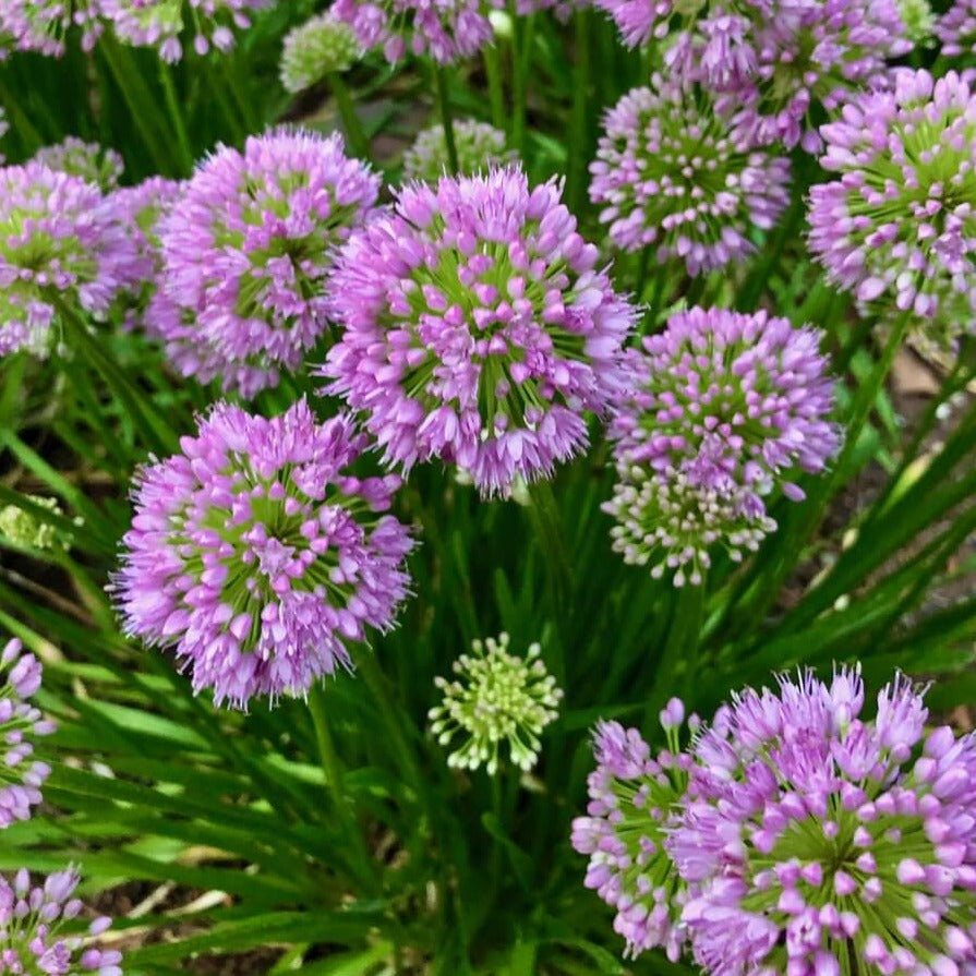 Allium hybrid : MILLENIUM Perene Superbe
