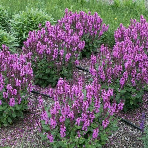 Salvia nemorosa : MARVEL ROSE Perene Superbe