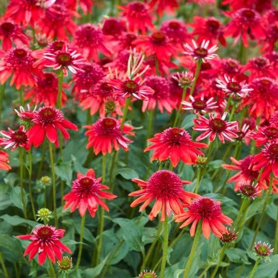 Echinacea hybrida : ECCENTRIC Perene Superbe