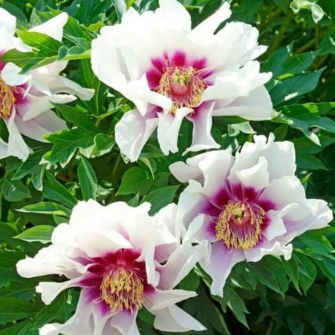 Paeonia itoh : CORA LOUISE Perene Superbe