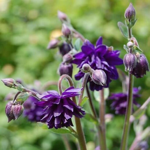 Aquilegia vulgaris : BLUE BARLOW Perene Superbe