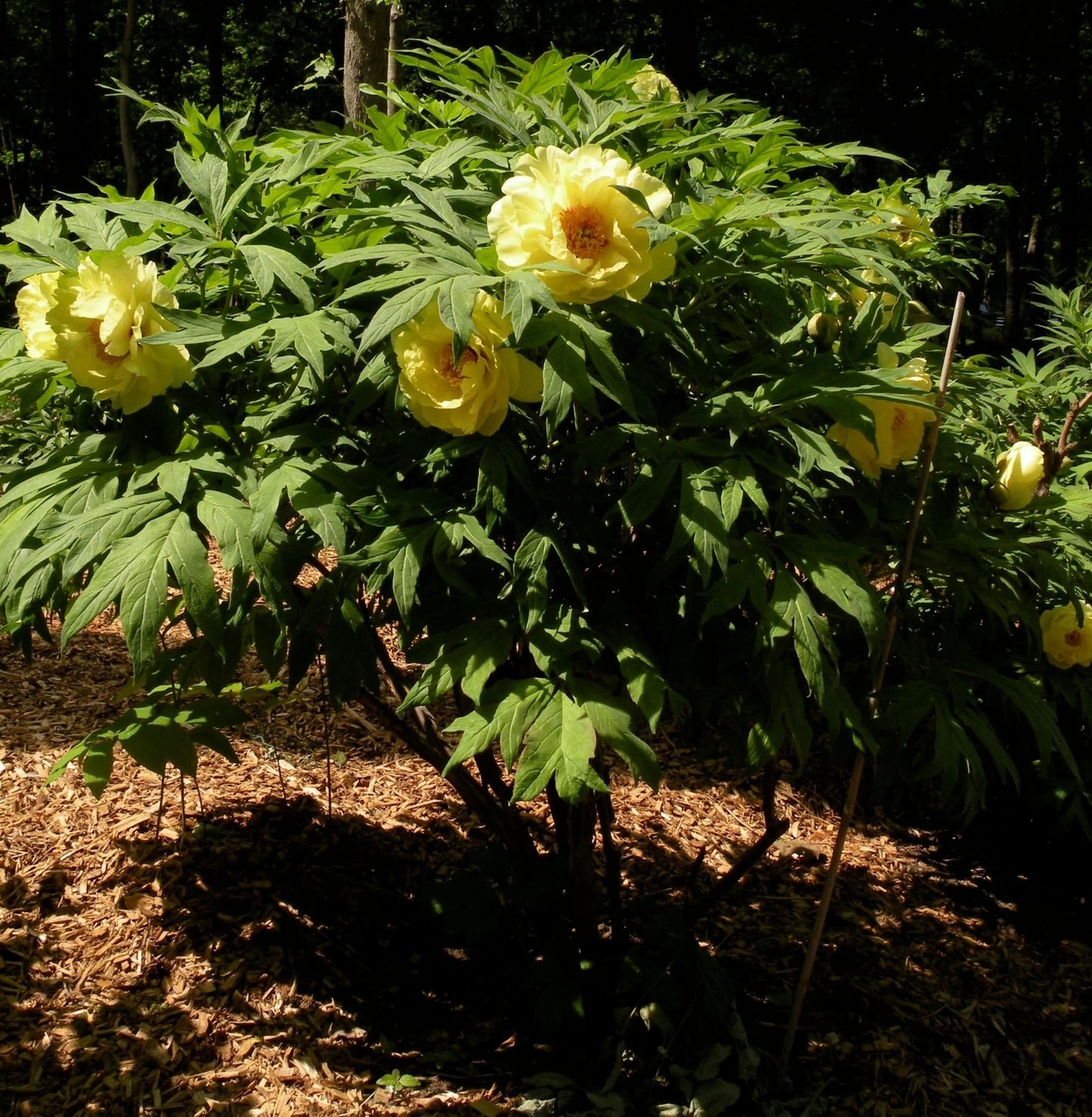 Paeonia suffruticosa : HAI HUANG Perene Superbe