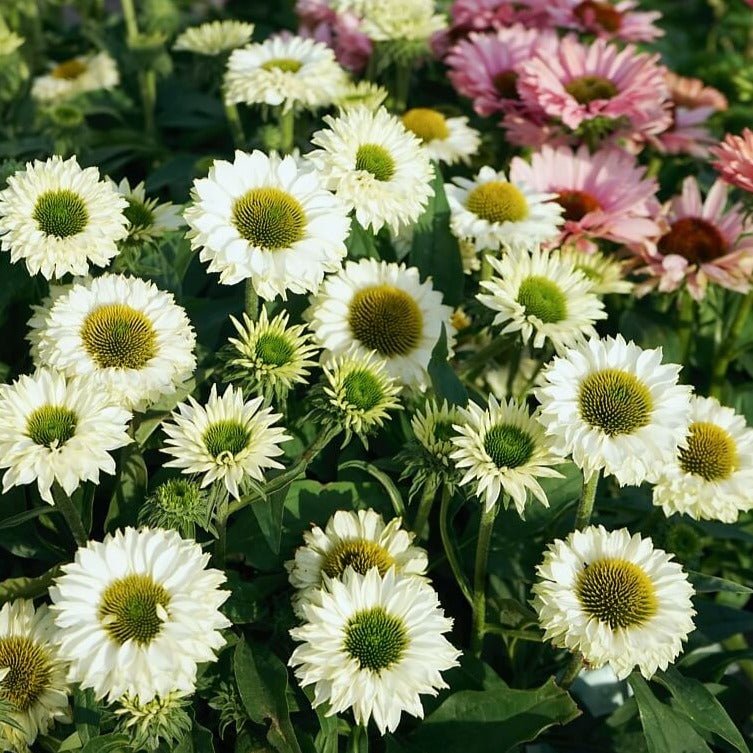 Echinacea hybrida : SUNSEEKERS WHITE PERFECTION Perene Superbe