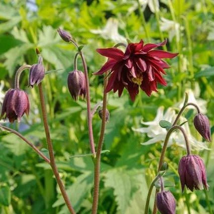 Aquilegia vulgaris : RUBY PORT Perene Superbe