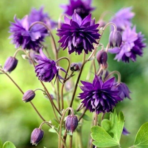 Aquilegia vulgaris : BLUE BARLOW Perene Superbe