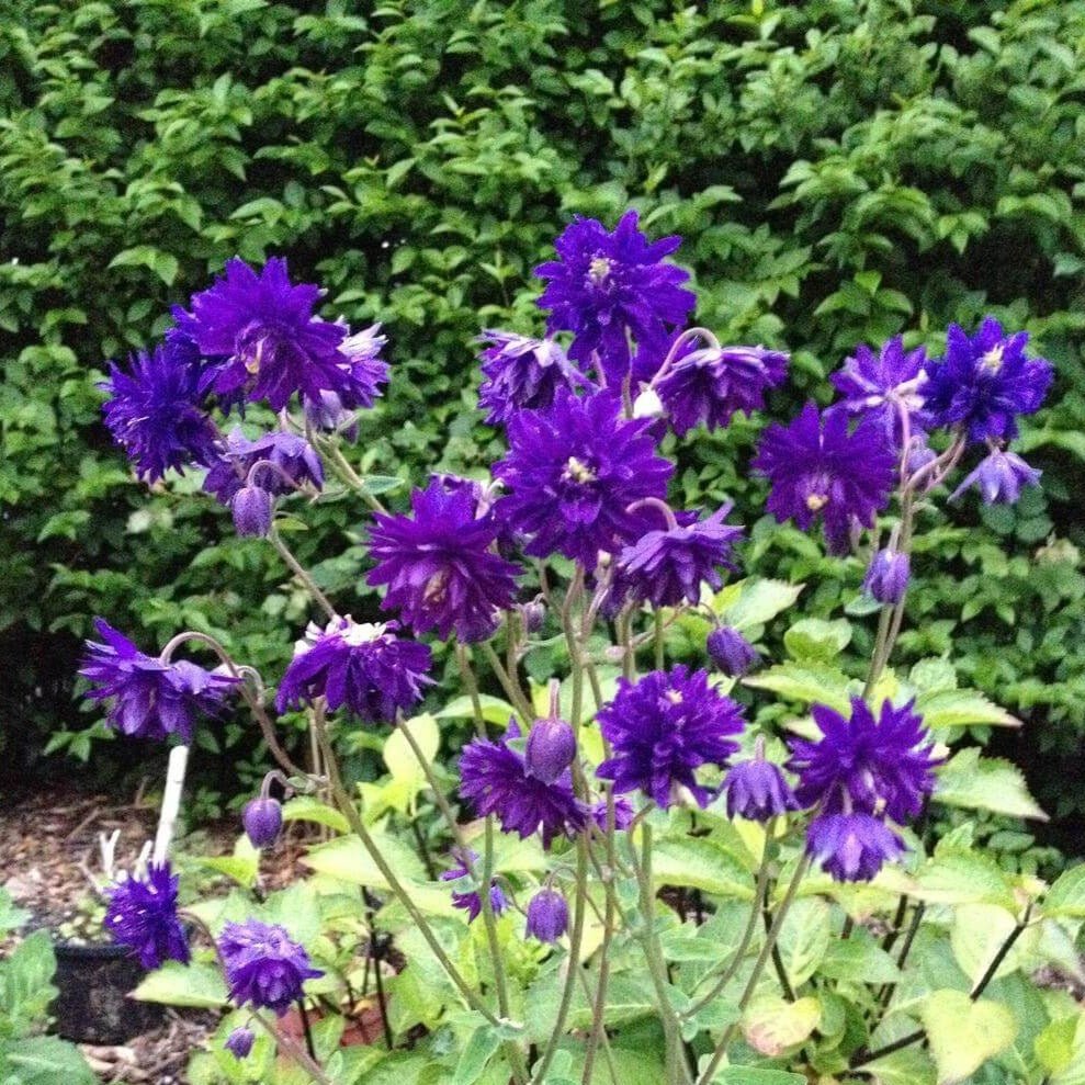 Aquilegia vulgaris : BLUE BARLOW Perene Superbe